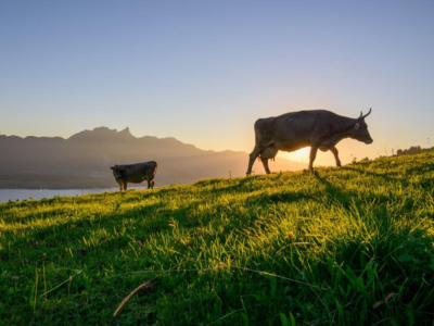 Kühe grasen in Sigriswil oberhalb des Thunersees